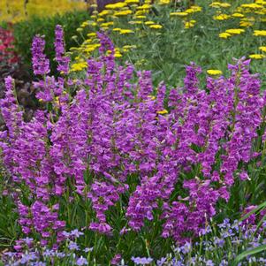 PRAIRIE DUSK BEARDTONGUE